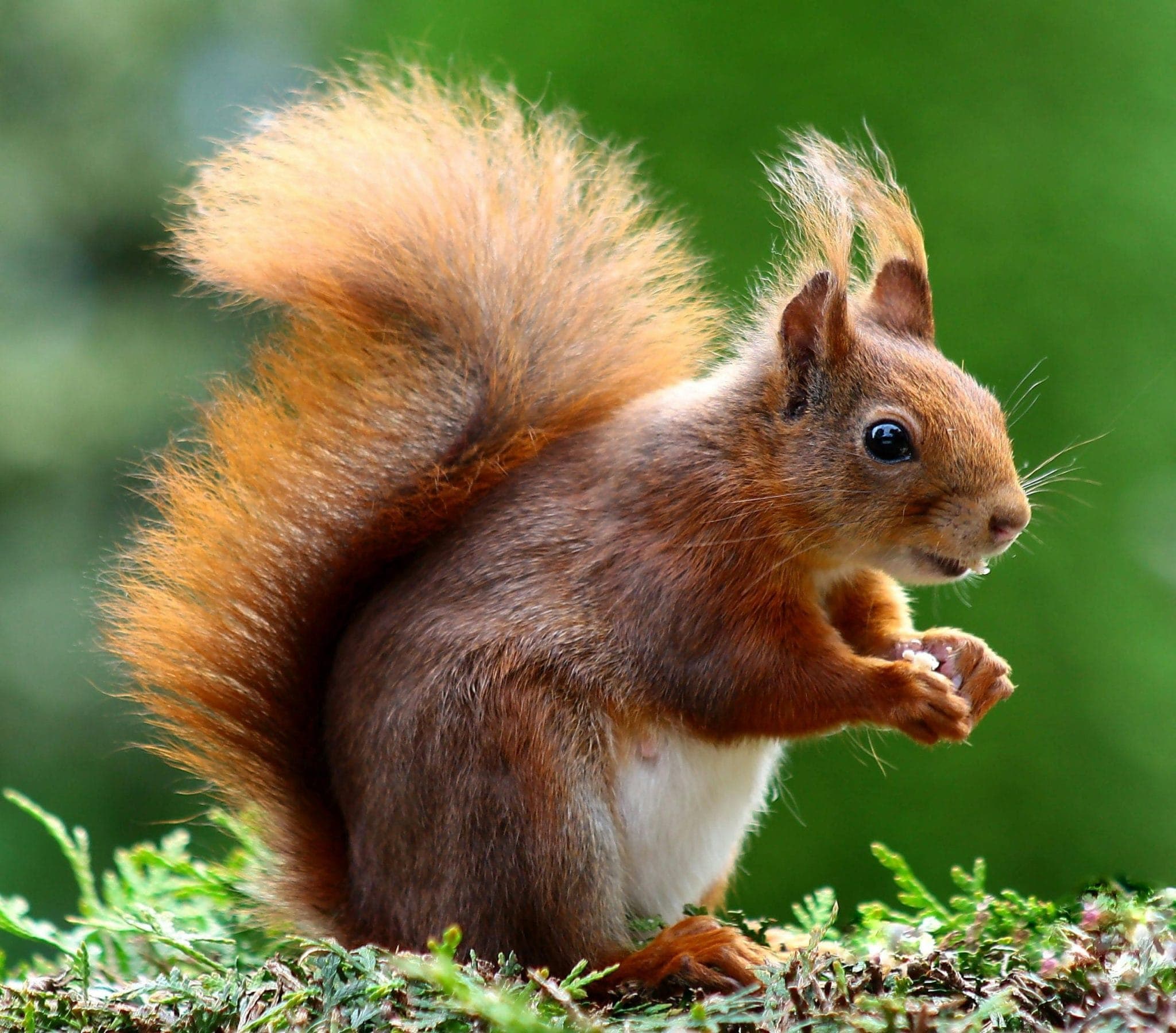 BBC Discover Wildlife — bbc wildlife 1