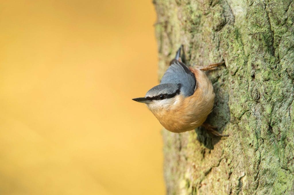 RSPB Members Site 1 Featured Nuthatch RSPB Members Website A2ZTECH